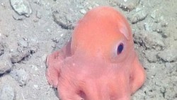 Descubren pulpo rosa en California