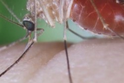 3 casos más sospechosos de chikungunya en Sinaloa