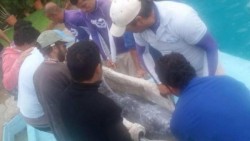 Reubican a delfines de Atlantis a Silao y Guadalajara