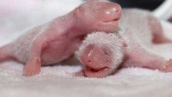 China muestra a su última pareja de pandas gemelas