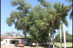 Proyectan elevar número de "Escuelas Verdes".