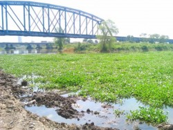 Inunda el lirio acuático las obras de toma en la presa derivadora sobre el Rio Culiacán
