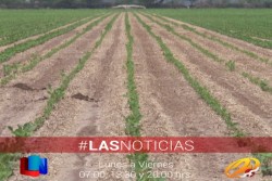 Positiva la lluvia para el soya