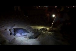 Programa de protección a la tortuga marina cumple 25 años