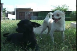 Importante que la sociedad que rescata perros y gatos de la calle busque asesoría para cuidarlos: Entrenador de animales