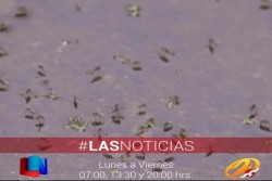 Se incrementan casos de dengue en Sonora