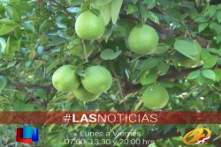 Trabajo intenso en contra del HLB