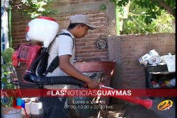Continúa Guaymas a la cabeza en casos de dengue