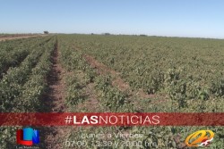 En receso actividad hortícola
