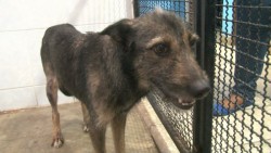 La perrita Candy busca un nuevo hogar