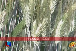 Publica SAGARPA incentivos para cultivos