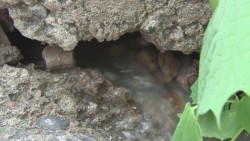 Brotan aguas negras en Cañadas