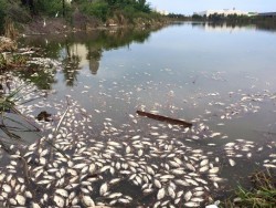 Limpian maleza y retiran peces muertos en la laguna del camarón