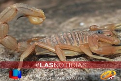 Se incrementan atenciones por picaduras de animales