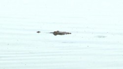 Cocodrilo fue visto en la laguna del camarón ¡Cuidado!