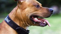 Muere niño de 1 año 9 meses atacado por perros