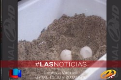 Desova la primer tortuga de la temporada en playa San Francisco
