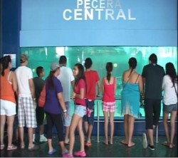 Acuario Mazatlán, estima romper récord de asistencia en vacaciones de Verano