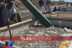 Sigue proceso normal cultivo dle camarón