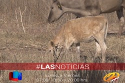 Ganaderos esperan más lluvias