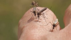 Chikungunya es altamente incapacitante