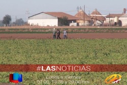 Detectan pulgón amarillo en Sorgo