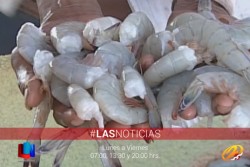 Mantienen vigilancia por veda de camarón