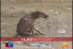 Se confirman 2 muertes por rickettsia