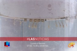 Temen crecimiento del dengue en el Mayo