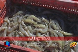 Avalan cierre de frontera para el camarón