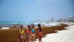 Limpian y limpian playas de Quintana Roo y el sargazo no cede