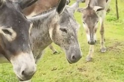 Desconoce UGRS sacrificio y venta de carne de burro