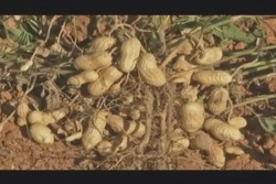 Cacahuateros de Mocorito serán sujetos de crédito nuevamente