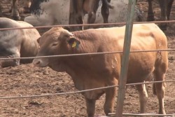 Serán sacrificadas 3 mil 180 cabezas de ganado vacuno por tuberculosis