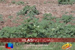 Abunda la correhuela en terrenos de cultivo