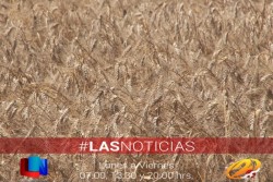 Productores dan el si a proyecto del INIFAP
