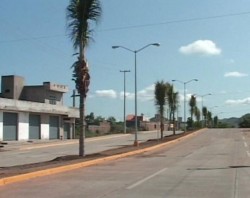 Embellecen colonias de Mazatlán, con palmeras y plantas de ornato.
