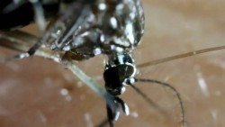 3,306 casos de Chikungunya autóctonos en el país