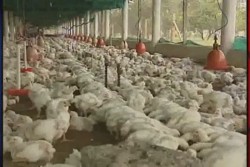 Sacrificarán medio millón de aves en Rosario, por gripe aviar