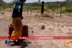 Rescatan tlacuache con crías