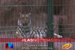 Sigue cerrado Zoológico en el Parque Infantil