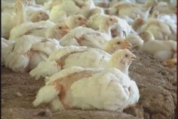 Gripe aviar está confinada en la granja de Rosario