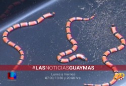 Retiran coralillos
