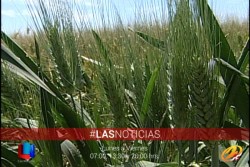 Incertidumbre entre productores del sector social
