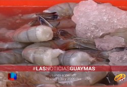 Esperan pescadores resultados