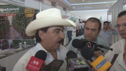 Productores de tomate son forzados a sembrar en ambientes protegidos