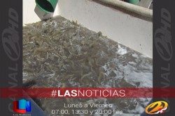 Productores de Camarón de Belice visitaron Cajeme