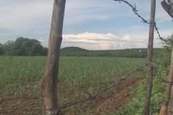 Sin afectación por el momento, el sorgo de temporal por pulgón amarillo