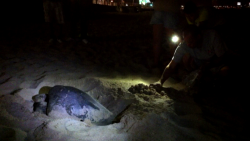 Continúa arribo de tortugas a Mazatlán para anidar