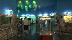 No asisten los locales al acuario Mazatlán